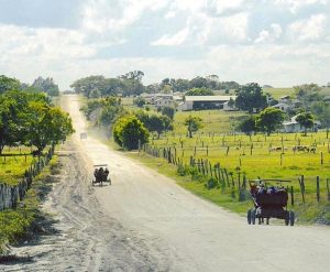 Mechanic hospitalized after colliding with horse cart in Orange Walk