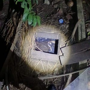 Police uncover nearly 2kg of suspected cannabis in Palmar Village septic system