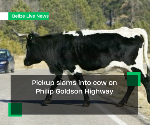Pickup slams into cow on Philip Goldson Highway