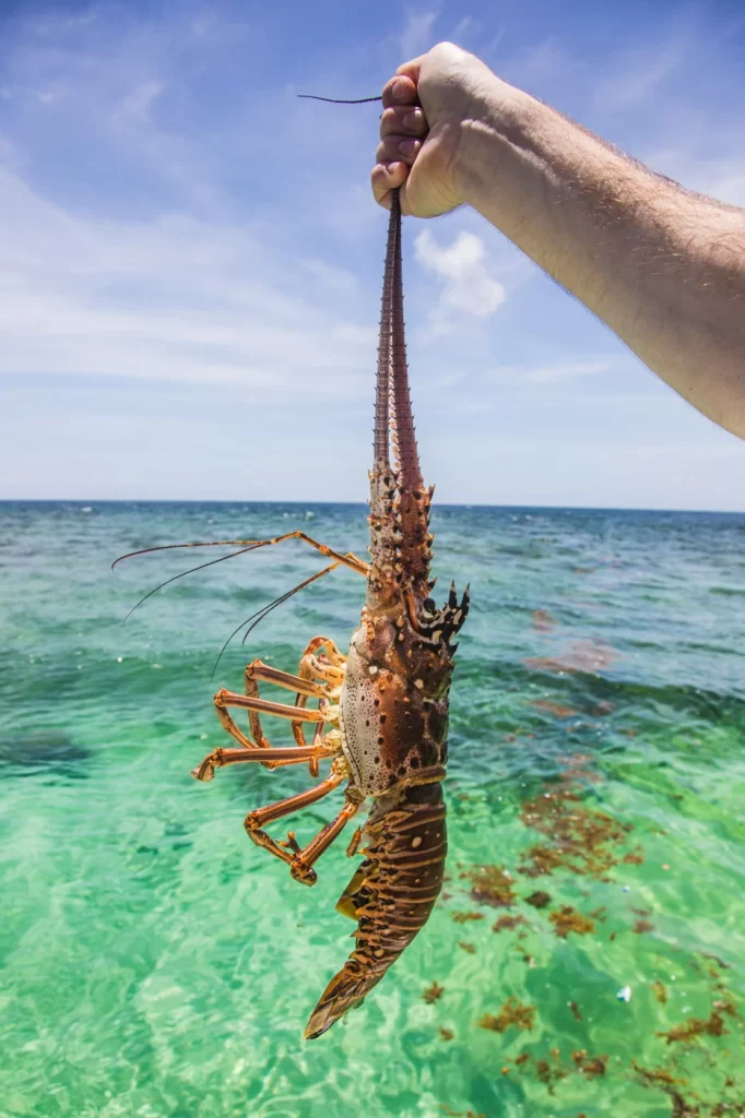 No lobster allowed from March 1st