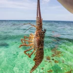 No lobster allowed from March 1st