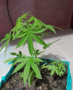 Search warrant leads to cannabis plant discovery in Orange Walk