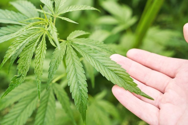What-Does-Weed-Look-Like-Different-Forms-of-Cannabis-7-1024x683