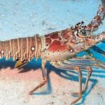 Lobster season opens July 1 in Belize