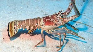Lobster season opens July 1 in Belize