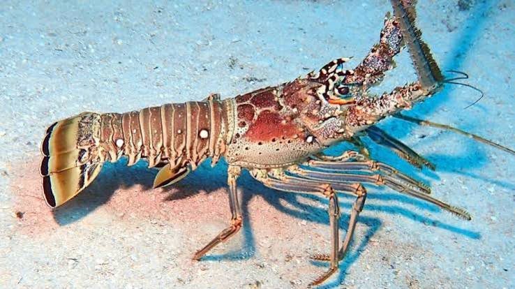 Lobster season opens July 1 in Belize