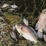 Crocodiles don't drown: why experts say this was a toxin