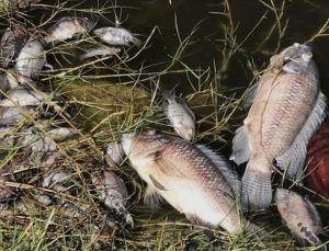Crocodiles don't drown: why experts say this was a toxin
