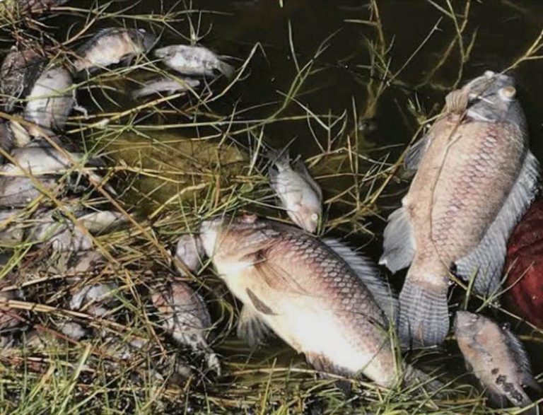 Crocodiles don't drown: why experts say this was a toxin