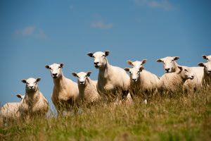 Watchman tied up as thieves clear a farm of 39 sheep