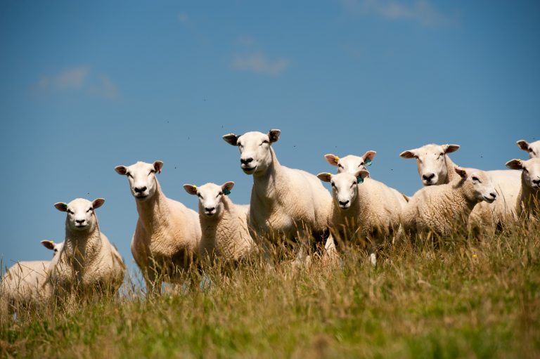 Watchman tied up as thieves clear a farm of 39 sheep