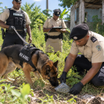 K9 Axel finds 42.1 grams of suspected cannabis near Orange Walk drug base
