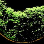https://belizelivenews.com/2026/09/06/the-maya-are-still-shaping-belizes-forests-more-than-1000-years-later/