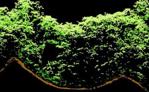 https://belizelivenews.com/2026/09/06/the-maya-are-still-shaping-belizes-forests-more-than-1000-years-later/