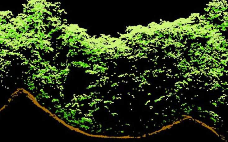 https://belizelivenews.com/2026/09/06/the-maya-are-still-shaping-belizes-forests-more-than-1000-years-later/