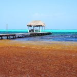 Sargassum is behind the hotel tax proposal, Mahler says