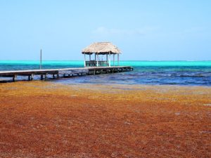 Sargassum is behind the hotel tax proposal, Mahler says