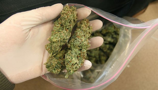 Two men flee on motorcycle, leaving behind suspected cannabis in Trial Farm