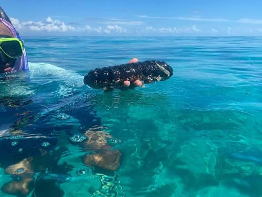 MAD's Seafood Export named only authorized sea cucumber buyer for opening of season