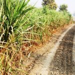 Cane field during summer sunny day