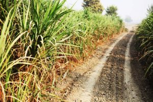 Cane field during summer sunny day