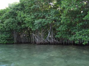 Landowner pays $10,000 for clearing mangroves without permit